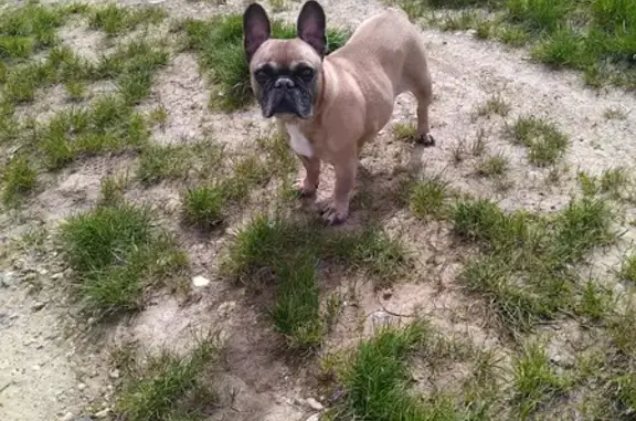 Chien trouvé Wasselonne, photo: Chiot errant à Wasselonne