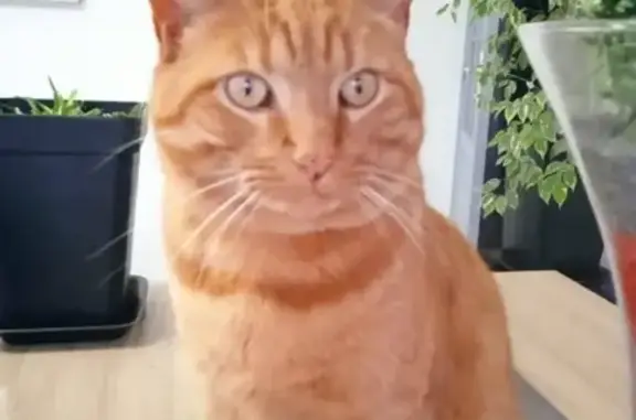 Animaux perdus Saint-Christophe-du-Bois, photo: Chat roux peureux perdu à St-Christophe