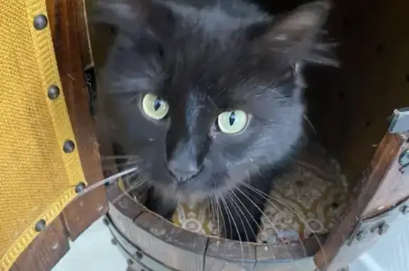 Chat trouvé Laon, photo: Chat noir câlin trouvé à Laon