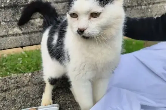 Chatte noire/blanche trouvée 46 - photo