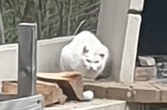 Chat blanc malade trouvé à Manteyer - photo