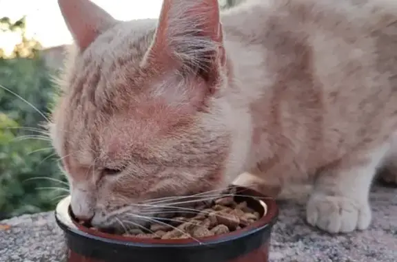 Chat beige tigré perdu à Marseille - photo