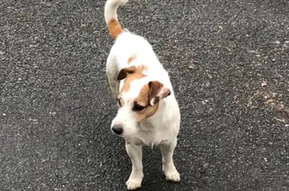 Jack Russell âgé perdu à Mérignac - photo