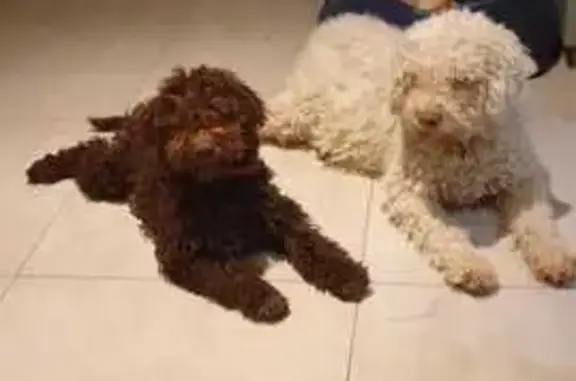 Alerte: 2 Lagottos perdus à Vaison - photo