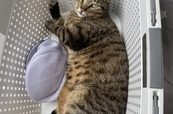 Chat perdu, , photo: Simba, chat tigré perdu à Quelaines