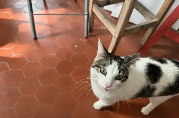 Chat trouvé Toulon, photo: Chaton blanc-tigré perdu à Toulon