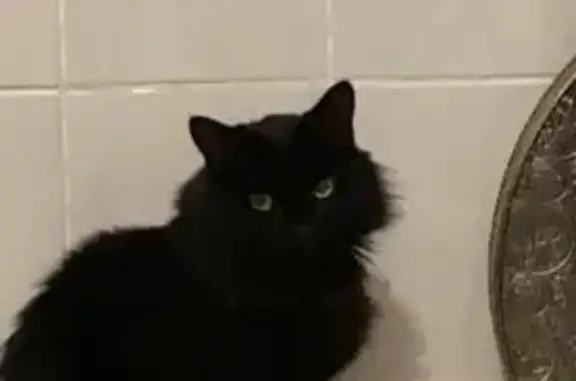 Oscar, chat perdu à Orvault - photo