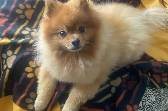 Lost Pomeranian: Red-Sable, Microchipped!