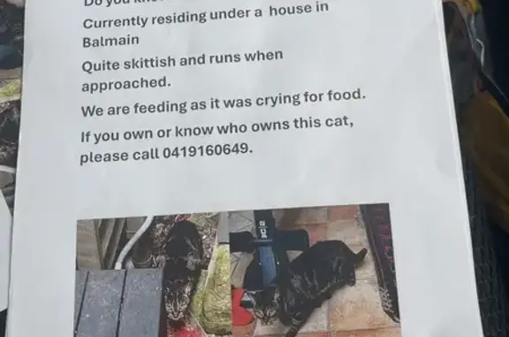 Lost Tabby Cat Found - College...