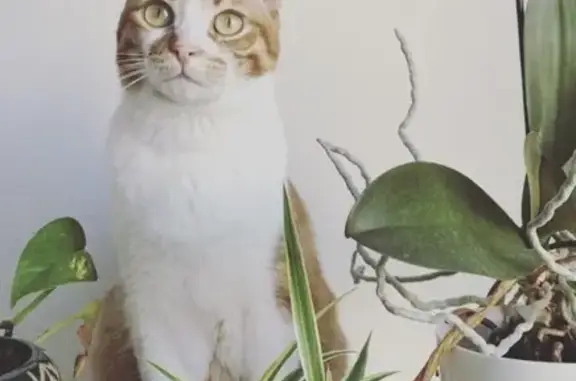Animaux perdus Strasbourg, photo: RECHERCHE WEEDDY, CHAT ROUX