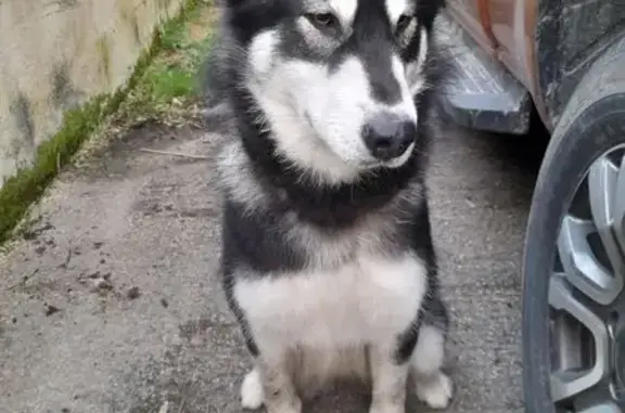 Husky sibérien trouvé au Pouliguen - photo