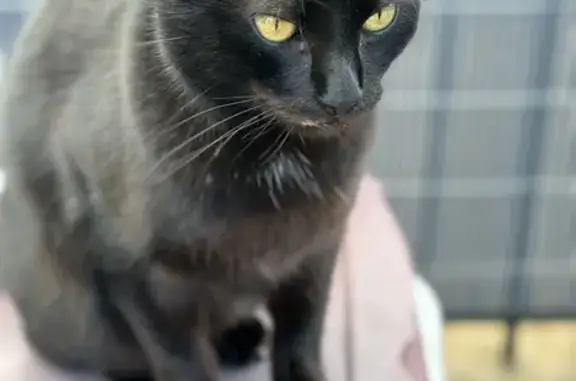 Chat noir Chaussette perdu - photo