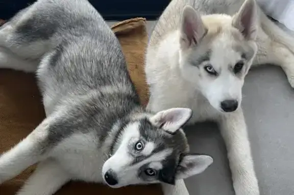 Chien perdu , photo : Disparition de 2 huskys bébés