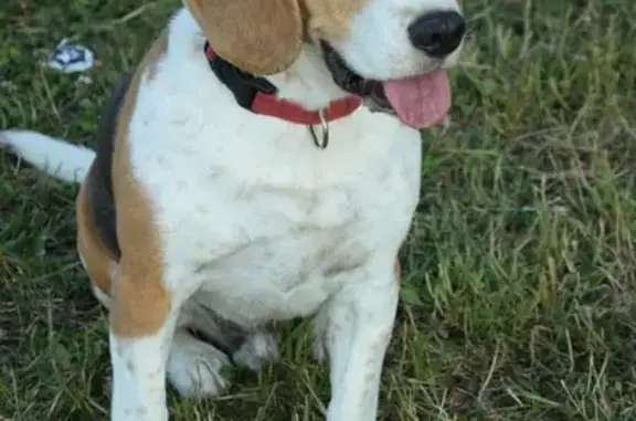 Chien perdu , photo : Beagle perdu, collier rouge - Le Vieil