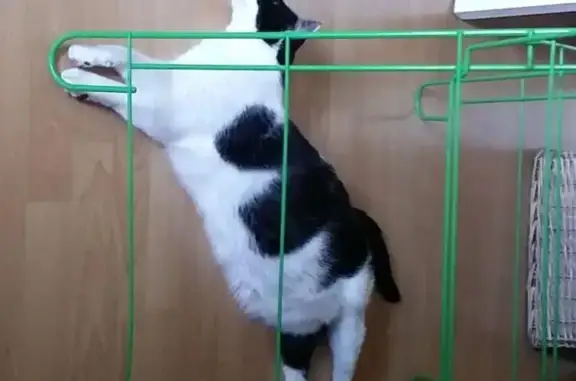 Animaux perdus Rennes, photo: Chatte blanche et noire perdue