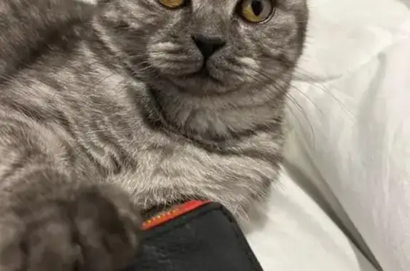 Animaux perdus Trosly-Breuil, photo: Chatte gris-tigré Ukitta disparue