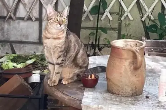Animaux perdus Montreuil, photo: Chatte tigrée perdue à Montreuil