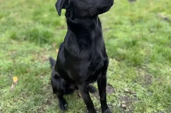 Animaux perdus , photo: Perdu: Chien croisé, Noir, Leuilly