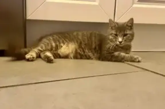 Animaux perdus Saint-Doulchard, photo: Chat Grisouille gris-blanc perdu