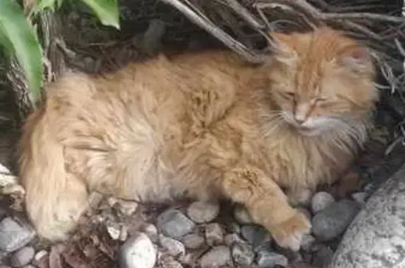Chat blessé trouvé à Aurillac - photo