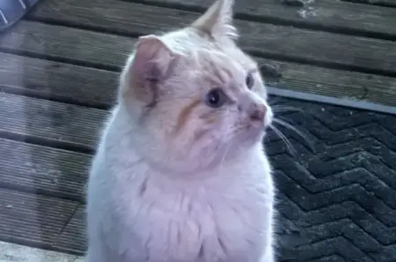 Chat blanc/beige perdu à Guipry - photo