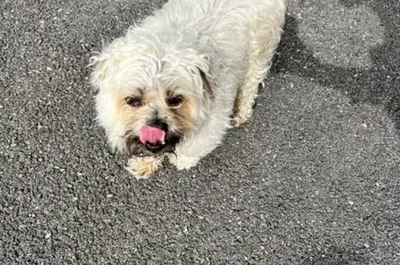 Chien perdu retrouvé à La Bâthie - photo