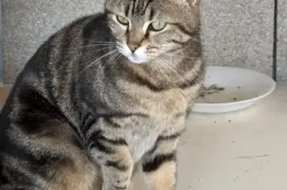 Chatte tigrée trouvée à Gien - photo