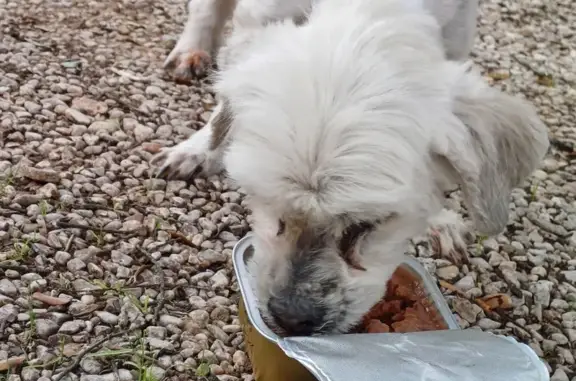 Chien trouvé Mazan, photo: Chien blanc perdu à Mazan
