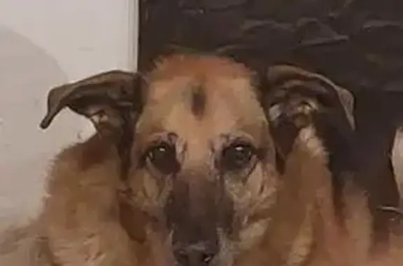 Chien perdu , photo : Chien égaré à Piquecos, 28
