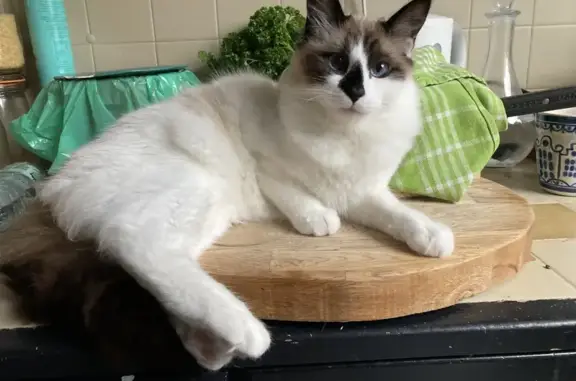 Animaux perdus Pantin, photo: Chat blanc égaré à Pantin