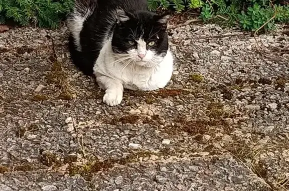 Chat noir et blanc malade trouvé - photo