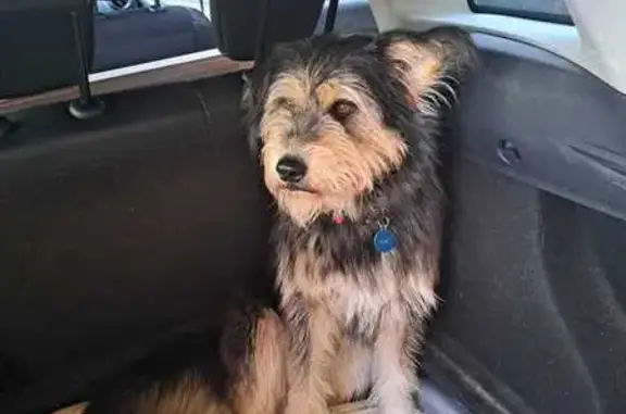 Chien Léa perdu - Griffon gris - photo
