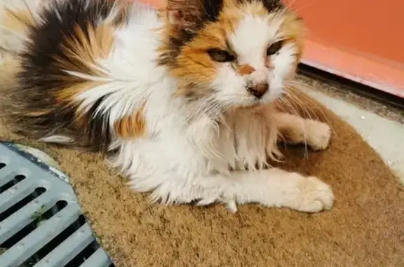 Chat tricolore malade trouvé - photo