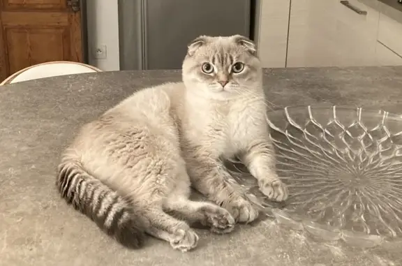 Animaux perdus Bessan, photo: Chat Snow blanc/tigré perdu à Bessan
