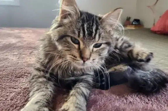 Lost Tabby Kitten: Curly Belly, Unique Meow!