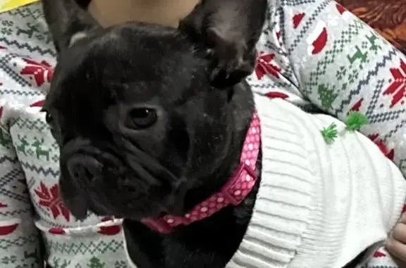 Lost French Bulldog - Help Us Find Her!