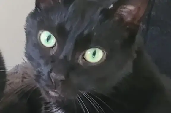 Help Find Dave: Tall, Black, Green-Eyed Cat