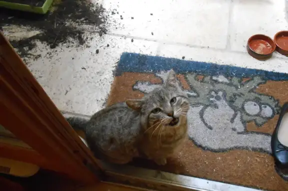 Chat non castré trouvé à Montbazin - photo