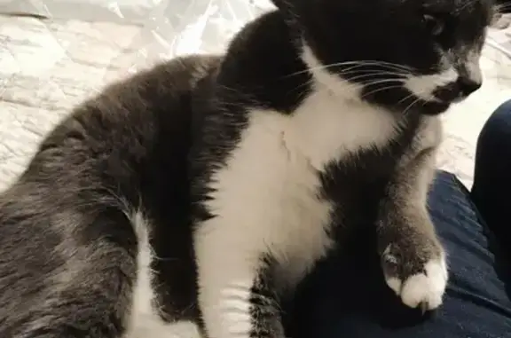 Chat perdu, , photo: Chat gris-blanc perdu - La Horique