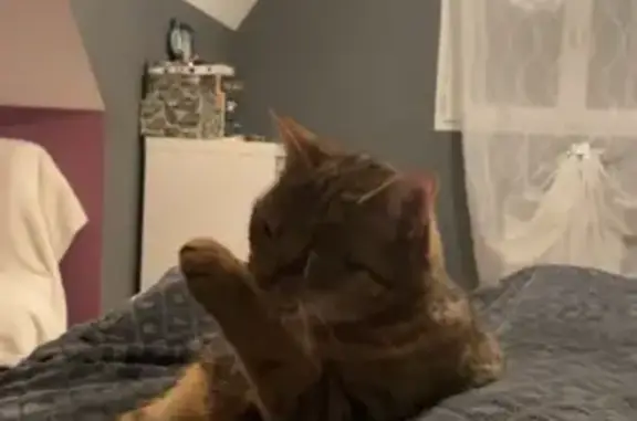 Animaux perdus , photo: Chatte Socquette disparue