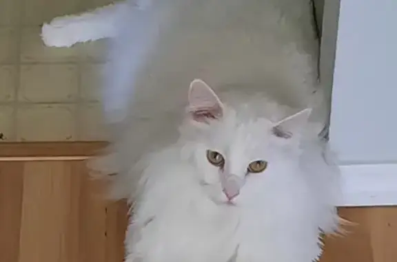Lost: Large White Maine Coon Mix in Boise!