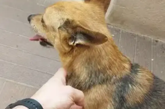 Chien perdu aux Pruniers, Monteux - photo