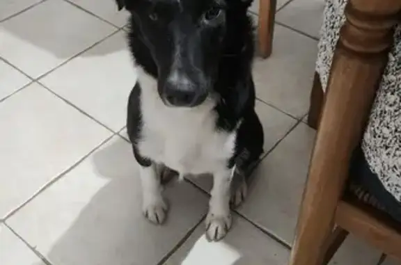 Chien noir/blanc trouvé à Arbrissel - photo