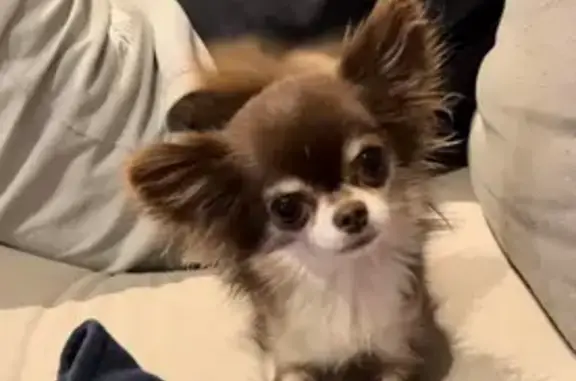 Animaux perdus Le Cannet, photo: Chihuahua marron perdu au Cannet