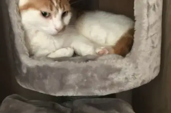 Chat perdu, Bourgoin-Jallieu, photo: Chat roux et blanc perdu à Bourgoin