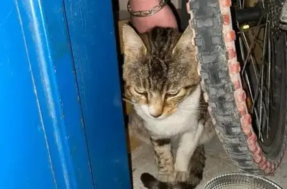 Chat tigré maigre trouvé à Salles-d'Aude - photo