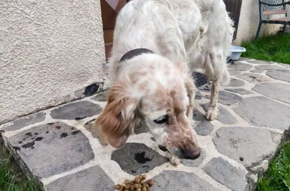 Chienne de chasse trouvée - La Celle - photo