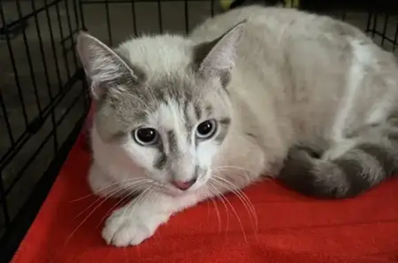 Chat siamois retrouvé à Villeneuve - photo