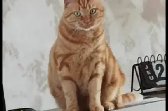 Animaux perdus Mouen, photo: Chat Maurice perdu - Mouen