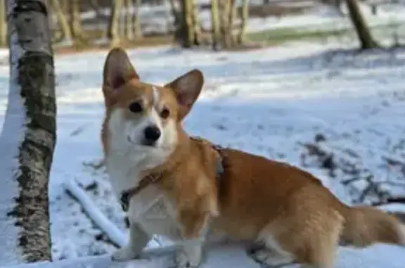 Chien perdu , photo : Chien Corgi Rollo Perdu - 3 Ans
